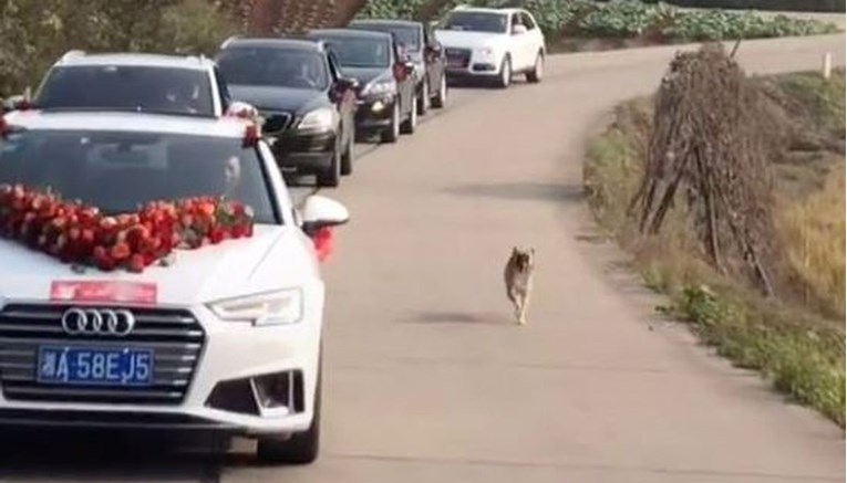 Vjerni pas trčao 10 kilometara za automobilom svoje vlasnice u vjenčanoj povorci