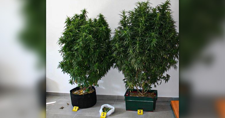 Policija: Na Pelješcu uzgojio marihuanu visine stabla, jako je pazio na kvalitetu