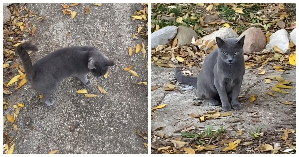Ova mačka lutalica krade igračke po susjedstvu, razlog zašto će vam rastopiti srce