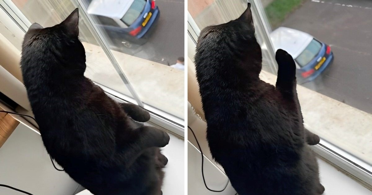 Vlasnik podragao drugu mačku, pogledajte urnebesnu reakciju njegovog ljubimca