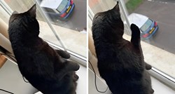 Vlasnik podragao drugu mačku, pogledajte urnebesnu reakciju njegovog ljubimca