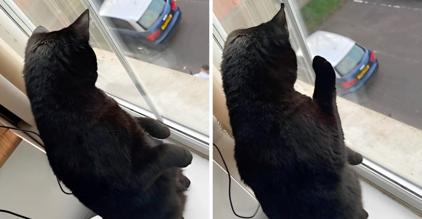 Vlasnik podragao drugu mačku, pogledajte urnebesnu reakciju njegovog ljubimca