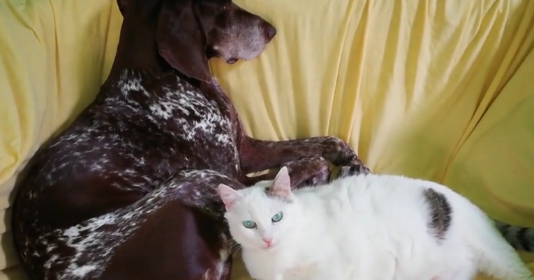 Snimili su čudo: Mačka se htjela maziti sa psom, a on učinio nešto presmiješno