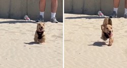 6 mil. pregleda: Pas prvi put bio na plaži, njegovo ponašanje će vas nasmijati