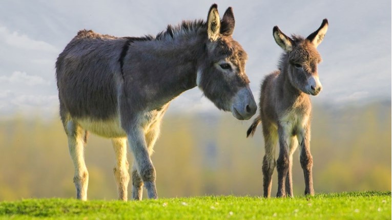 Na Kornatima spašeni magarica i mladunče, netko ih je ostavio žedne na pustom otoku