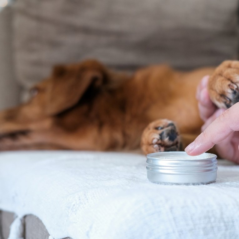 Kako zaštititi šape ljubimaca tijekom ljetnih vrućina?