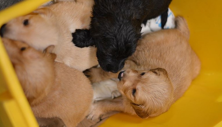 Netko je u Gajnicama u kontejner bacio četiri psića, u rekordnom roku pronašli su dom