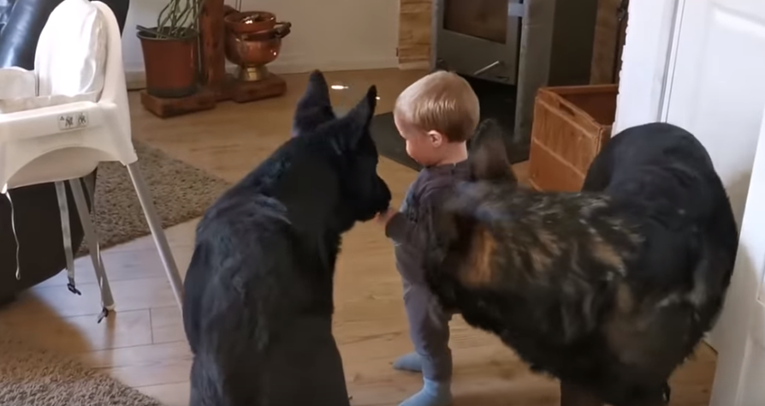 Pas i beba igraju se lovice, njihova igra izgleda najslađe na svijetu