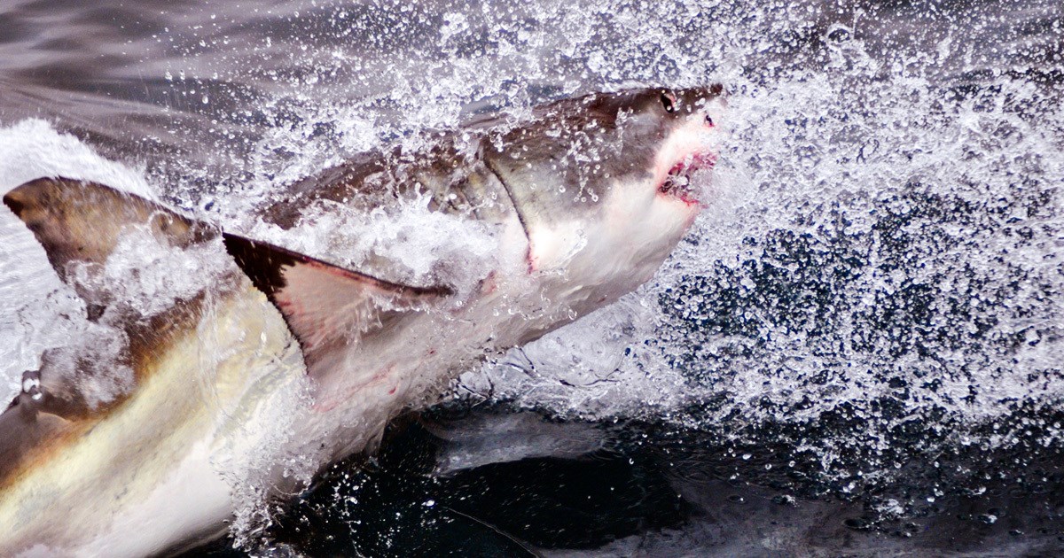 Naš znanstvenik otkrio zašto se velika bijela psina tako rijetko sreće u Jadranu