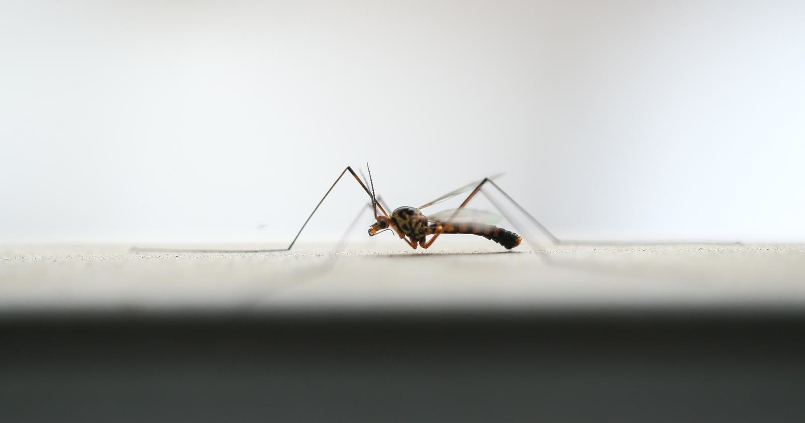 Dvije osobe iz Zagorja zaražene virusom Zapadnog Nila