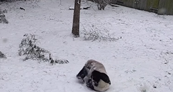 Preslatka igra pandi na snijegu sve oduševila: "Ovo mi je popravilo dan"