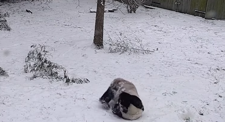 Preslatka igra pandi na snijegu sve oduševila: "Ovo mi je popravilo dan"