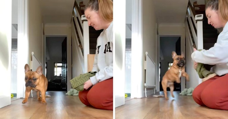 VIDEO Žena podijelila kako izgleda proces prije odlaska u šetnju. Pas nasmijao tisuće