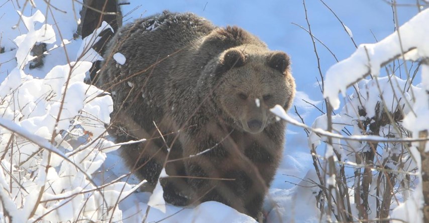 Medvjedi u Kuterevu uživaju u snijegu, fotografi uhvatili preslatke prizore