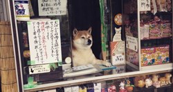 Ovaj pas je godinama radio na kiosku u Japanu, sad uživa u mirovini