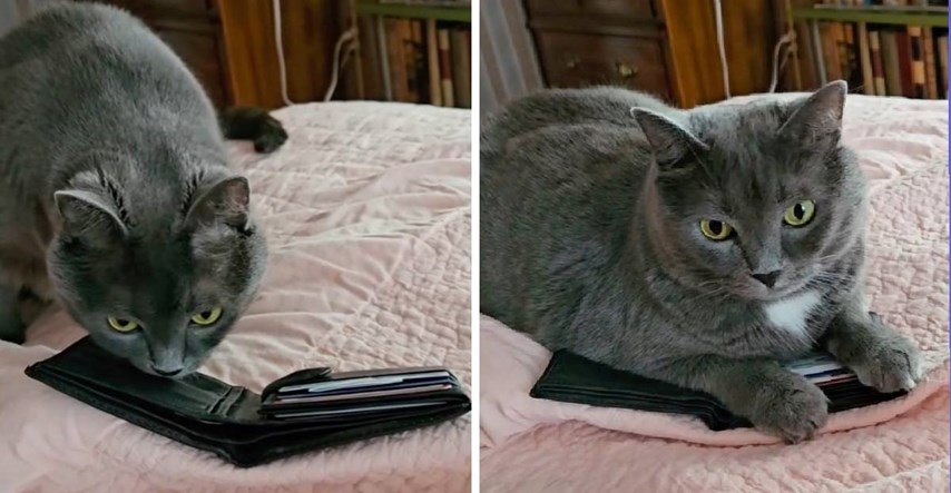 Trenutak kada je mačka pronašla novčanik svog preminulog vlasnika slama srca