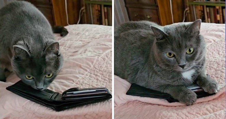Trenutak kada je mačka pronašla novčanik svog preminulog vlasnika slama srca 