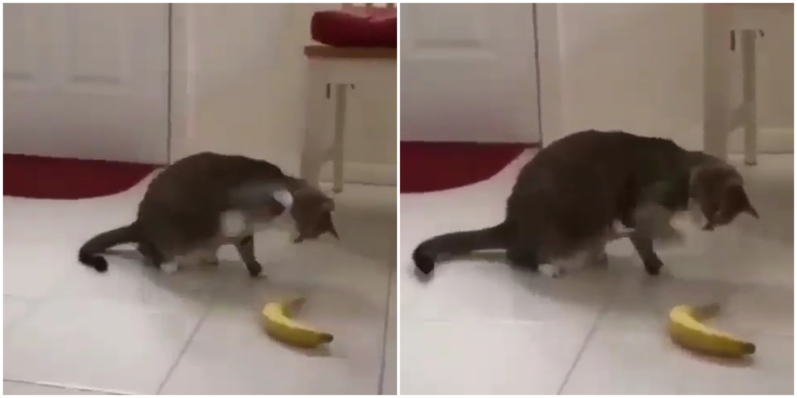 VIDEO Reakcija mačke kad je ugledala bananu hit je na internetu