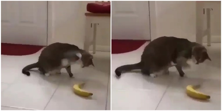 VIDEO Reakcija mačke kad je ugledala bananu hit je na internetu
