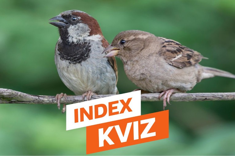 INDEX KVIZ 15 pitanja iz opće kulture za sveznalice