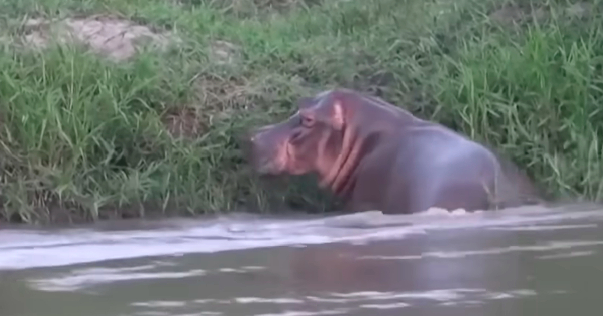 Sin najbogatijeg čovjeka Azije nudi spas za Escobarove nilske konje