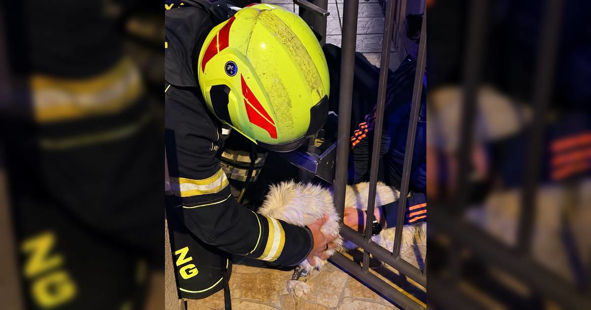 Maltezer zaglavio u ogradi, morali intervenirati zagrebački vatrogasci