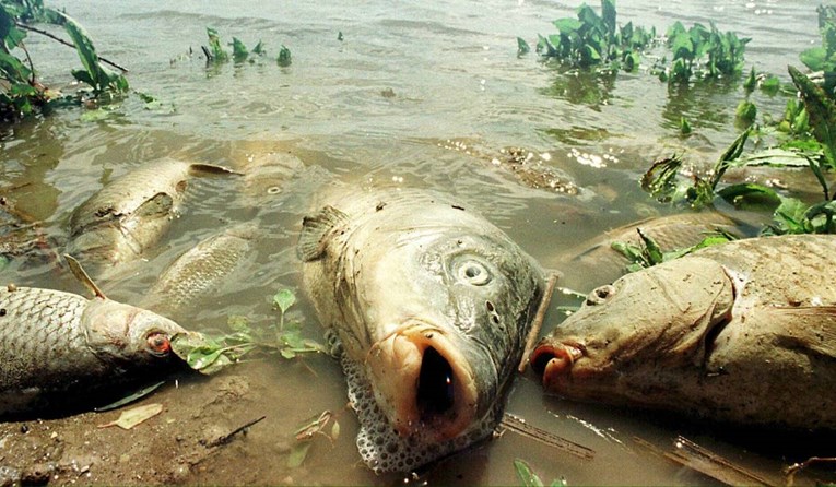 Nestle u Francuskoj pod tužbom, u rijeci pored tvornice uginule tone riba