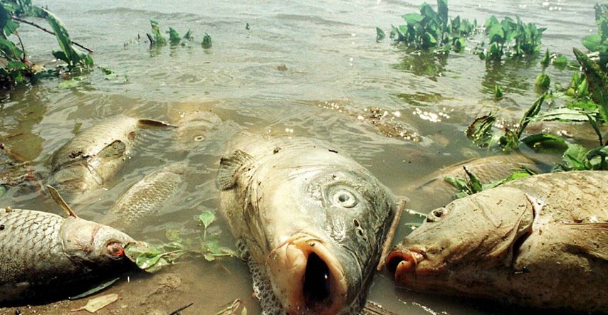 Ribari tuže Nestle u Francuskoj, u rijeci pored tvornice uginule tone riba