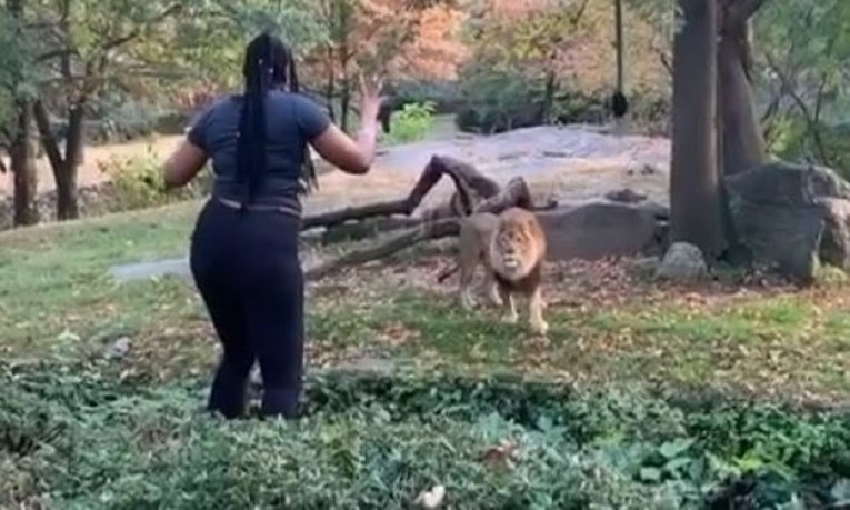 Preskočila ogradu u zoološkom vrtu i plesala ispred lava: "Ima sreće da je živa"