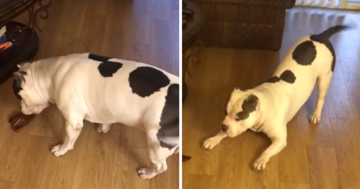 Reakcija pitbulla na poslasticu osvojila je internet