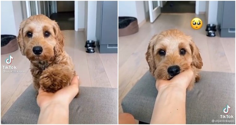 230.000 pregleda: Pružila ruku svojoj kujici, dogodilo se nešto najslađe ikad