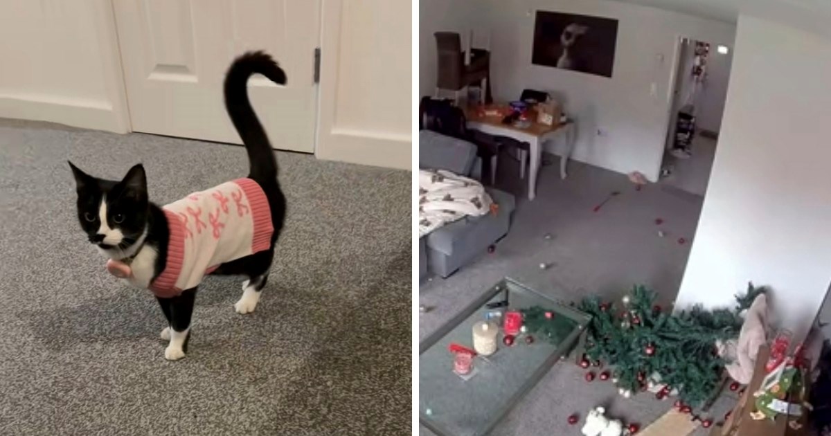Mislila je da mačka neće dirati božićno drvce, a onda je uslijedio kaos