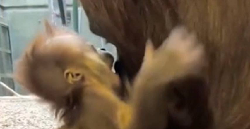 Snimka koja je raznježila svijet: Mama i beba orangutan uživaju u zagrljaju