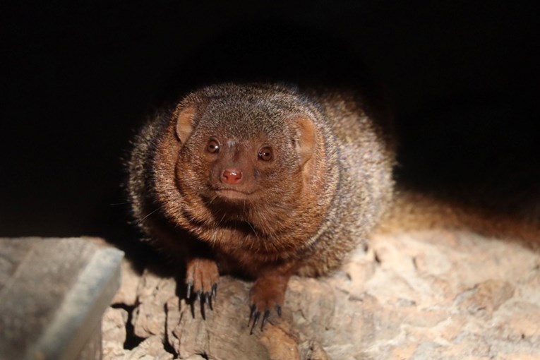 Patuljasti stanovnici ZOO Zagreba koji koriste "babysittere" za čuvanje mladunaca