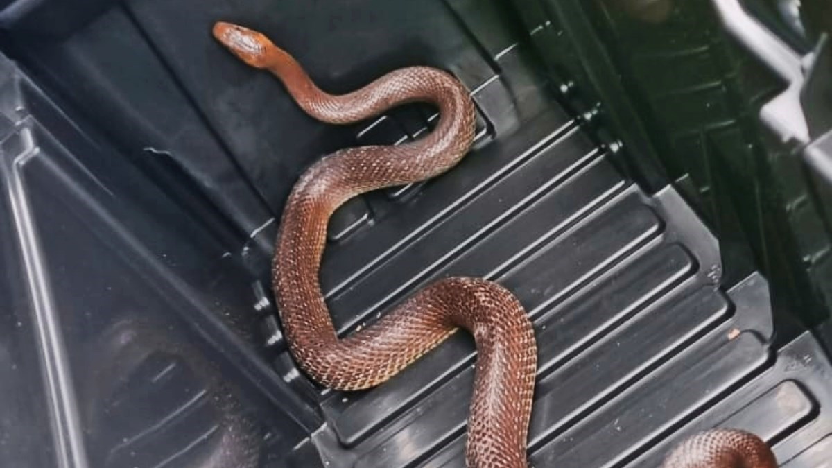 FOTO Petrinjski vatrogasci usred borbe s poplavom intervenirali zbog zmije