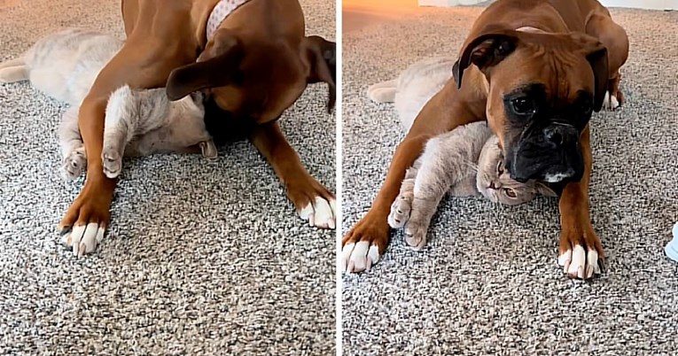 Ovaj video dokazuje da mačke i psi mogu biti najbolji prijatelji