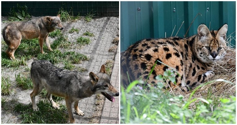 Vuk i vučica spašeni u Splitu pridružili se servalu iz Gorskog kotara. Lijepo im je