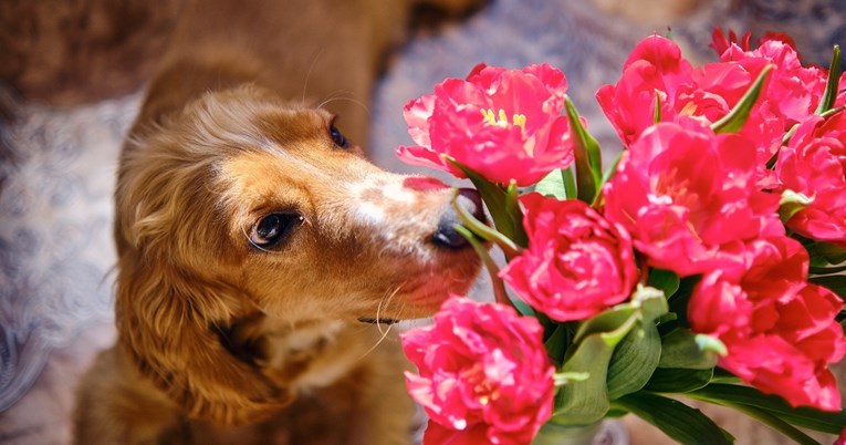 Ovo proljetno cvijeće otrovno je za pse