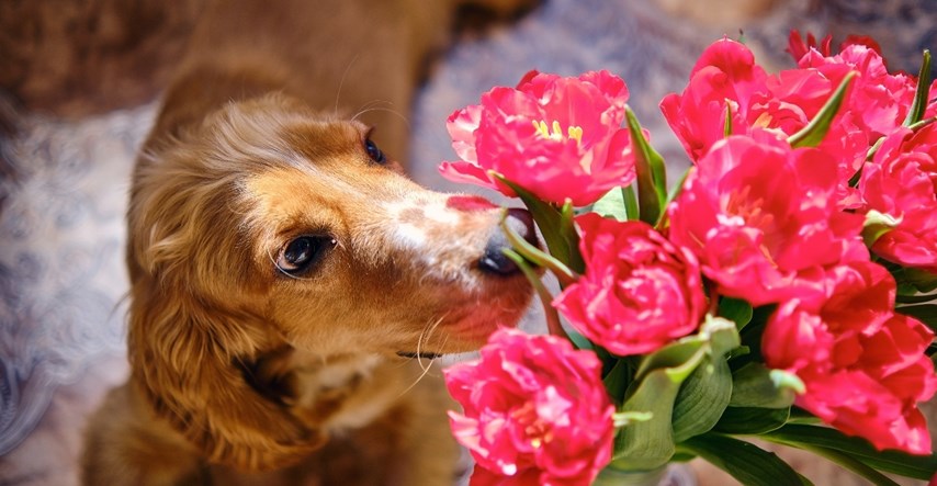 Ovo proljetno cvijeće otrovno je za pse