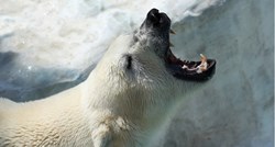 Detalji napada polarnog medvjeda na Aljasci: Majku (24) i sina (1) ubio pred školom