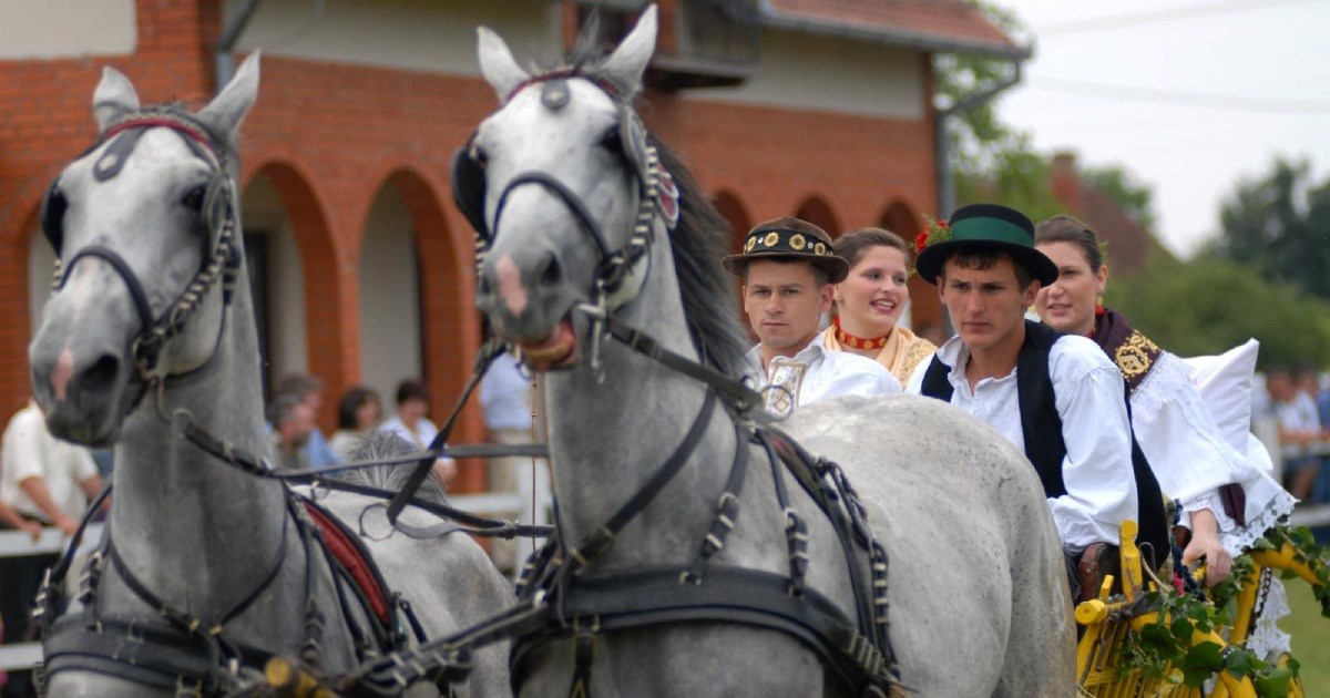 U Babinoj Gredi održani 44. "Konji bijelci", priredbu otvorio Milanović