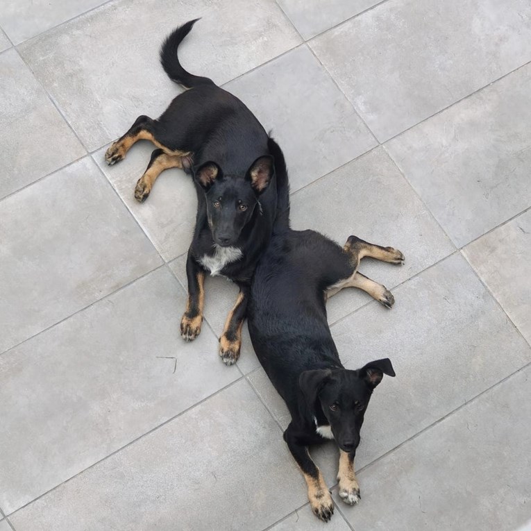 Leo i Jacky čekaju svoj zauvijek dom, možete li im pomoći?