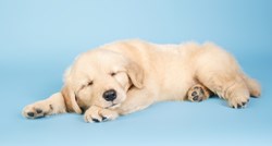 Koliko je sna potrebno štencima?