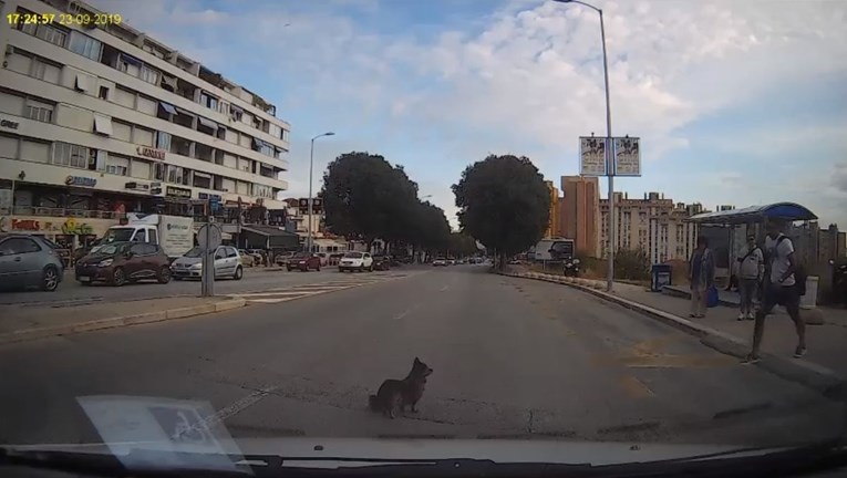 VIDEO Psić izletio na cestu u Splitu, gesta mladića oduševila sve