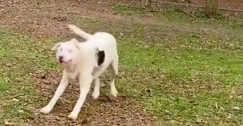 Slijepi pas nanjušio svog vlasnika pa reakcijom rastopio srca ljudi