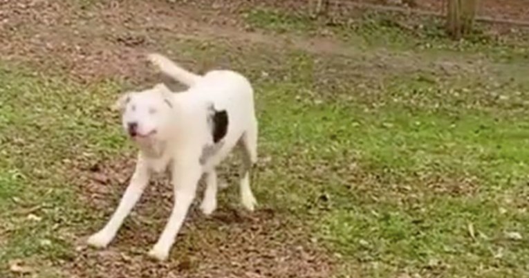 Slijepi pas nanjušio svog vlasnika pa reakcijom rastopio srca ljudi
