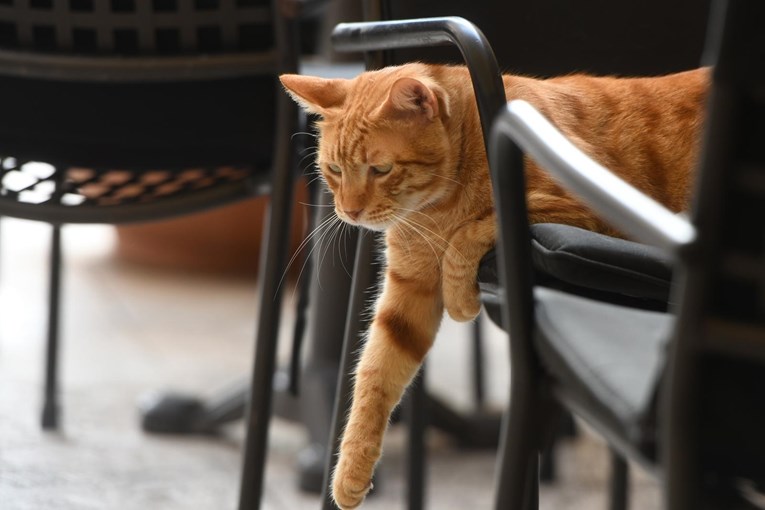 Maca uživala na terasi kafića u Šibeniku