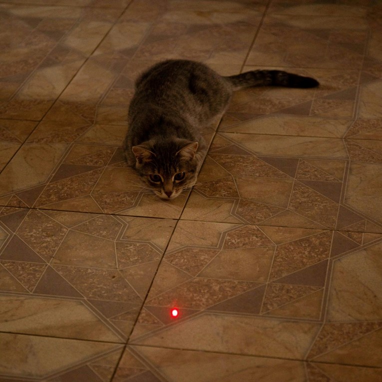 Zašto mačke obožavaju lasere?