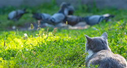 VIDEO Mačka je godinama "terorizirala" ptice, a onda su one odlučile da je dosta