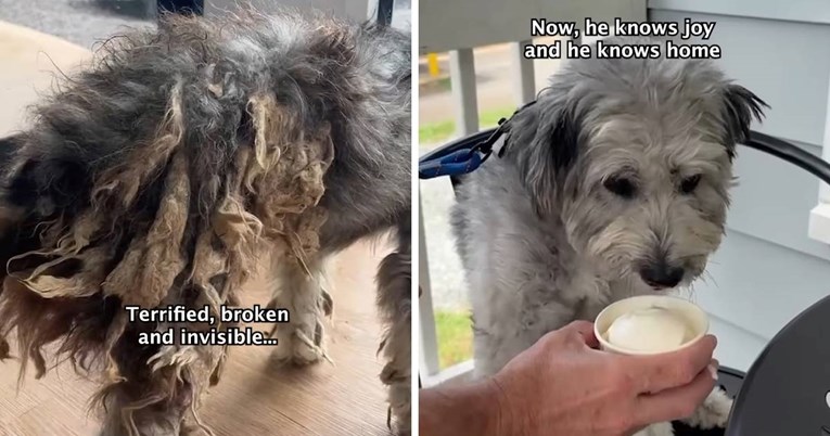 Preobrazba psa lutalice: Od života na ulici do voljenog ljubimca